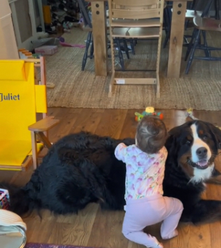 Illustration de l'article : L’adorable amitié entre Ivy, une chienne Bouvier Bernois, et la petite fille de ses propriétaires (vidéo)