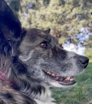 Illustration de l'article : Pendant un road-trip, une jeune voyageuse fait la rencontre d’une chienne errante qui bouleverse sa vie (vidéo)