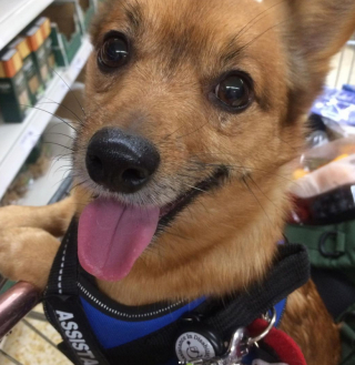 Illustration de l'article : Après 2 adoptions ratées, un énergique petit chien de refuge devient l’ange gardien de sa nouvelle maîtresse et de sa voisine