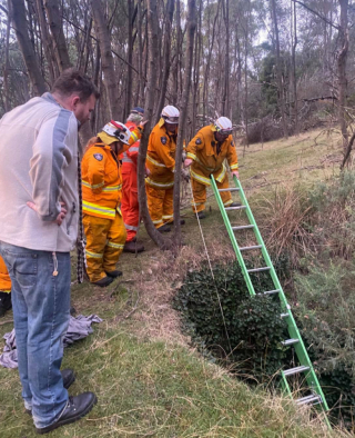 Illustration de l'article : Une femme surmonte son handicap pour retrouver Bear, son Berger Allemand disparu