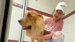 Illustration de l'article : Atteint d’une très grave maladie, un chien de refuge courageux se bat pour mener une vie normale