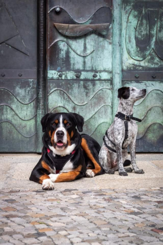 Illustration de l'article : Tilly, une jeune chienne abandonnée, est trouvée dans une boîte en carton par des secouristes