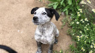 Illustration de l'article : Tilly, une jeune chienne abandonnée, est trouvée dans une boîte en carton par des secouristes