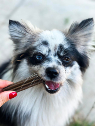 Illustration de l'article : Quelle solution naturelle pour renforcer l'hygiène bucco-dentaire de votre chien ?