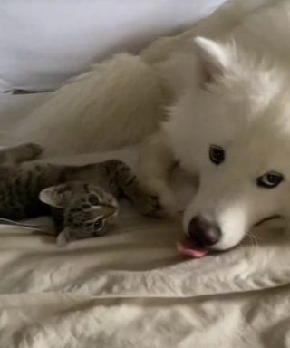 Illustration de l'article : La naissance d’une belle amitié entre une chienne Samoyède et son adorable petit frère, un chaton de quelques semaines (vidéo)