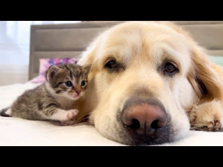 Illustration de l'article : Une première rencontre pleine de tendresse entre un chaton orphelin en manque d’affection et un célèbre Golden Retriever (vidéo)