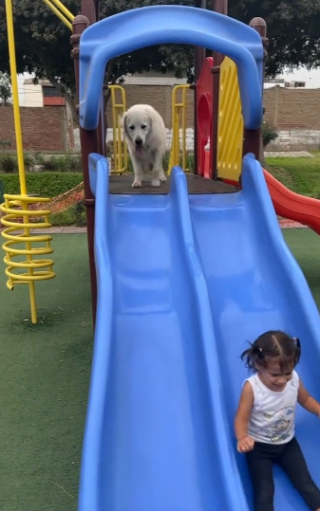 Illustration de l'article : La merveilleuse histoire d’amitié entre ce Golden Retriever et la petite fille de ses maîtres (vidéo)