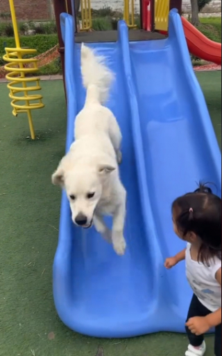 Illustration de l'article : La merveilleuse histoire d’amitié entre ce Golden Retriever et la petite fille de ses maîtres (vidéo)