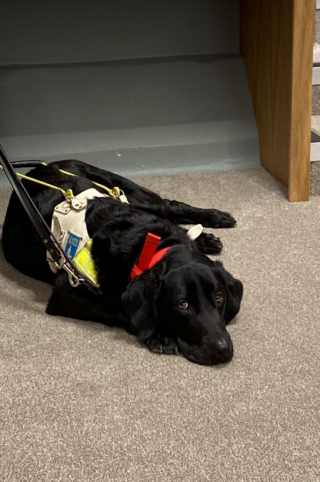 Illustration de l'article : Un jeune homme atteint de cécité, accompagné par son chien-guide d’aveugle se voit refuser l’accès d’un restaurant