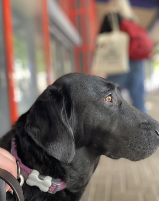 Illustration de l'article : Un jeune homme atteint de cécité, accompagné par son chien-guide d’aveugle se voit refuser l’accès d’un restaurant