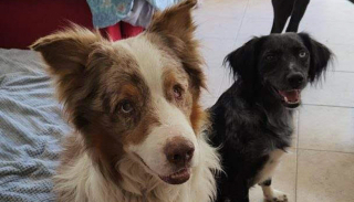 Illustration de l'article : Un chien abandonné sur un balcon est sauvé par des voisins attentifs