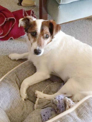 Illustration de l'article : Convaincue qu’il faut laisser une chance aux séniors, une nonagénaire offre une nouvelle vie à un Jack Russel de 17 ans