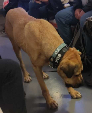 Illustration de l'article : Ce chien errant célèbre doit se faire adopter au plus vite pour sa propre sécurité