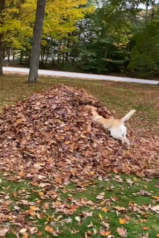 Illustration de l'article : Le moment adorable où une chienne séniore retombe en enfance grâce à un gros tas de feuilles (vidéo)