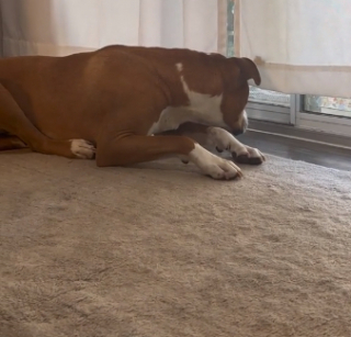 Illustration de l'article : Le bonheur émouvant d’Harvey, ce Pitbull heureux de retrouver son maître à son retour du travail (vidéo)