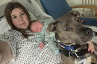 Illustration de l'article : Le soutien précieux de Belle, chienne d’assistance, qui accompagne au quotidien sa maîtresse dans tous les instants de sa vie