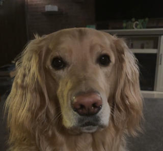 Illustration de l'article : L’obstination de Chief, le Golden Retriever, qui désobéit à ses maîtres et refuse de sortir de la piscine (vidéo)