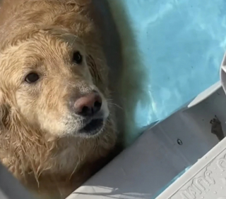Illustration de l'article : L’obstination de Chief, le Golden Retriever, qui désobéit à ses maîtres et refuse de sortir de la piscine (vidéo)