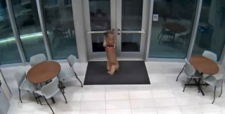 Illustration de l'article : Quand Koda, la Golden Retriever, aide un pompier, enfermé à l’extérieur de la caserne (vidéo)