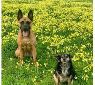 Illustration de l'article : L’amitié éternelle entre Pepper et Yari, unis par une relation fusionnelle