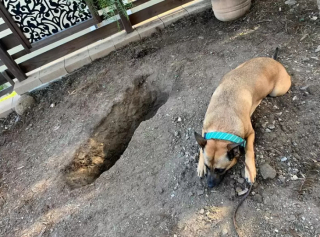 Illustration de l'article : L’amitié éternelle entre Pepper et Yari, unis par une relation fusionnelle