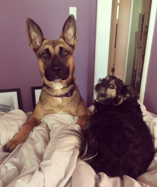 Illustration de l'article : L’amitié éternelle entre Pepper et Yari, unis par une relation fusionnelle