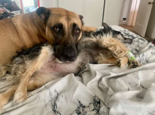 Illustration de l'article : L’amitié éternelle entre Pepper et Yari, unis par une relation fusionnelle