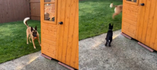 Illustration de l'article : Malgré les idées reçues, ce Berger Belge Malinois est devenu le meilleur des grands frères (vidéo)