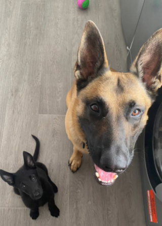 Illustration de l'article : Malgré les idées reçues, ce Berger Belge Malinois est devenu le meilleur des grands frères (vidéo)