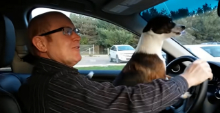 Illustration de l'article : La joie immense d'un chien en route pour le parc canin devient virale (vidéo)