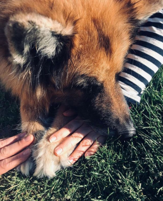 Illustration de l'article : Comment accompagner son animal en fin de vie et se préparer à son deuil ?