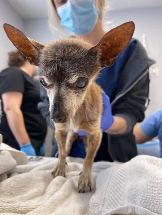 Illustration de l'article : Abandonné à cause de son âge, un chien de 14 ans peut compter sur la bienveillance de sa famille d’accueil pour profiter d’une fin de vie remplie de douceur