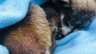 Illustration de l'article : Abandonné à cause de son âge, un chien de 14 ans peut compter sur la bienveillance de sa famille d’accueil pour profiter d’une fin de vie remplie de douceur