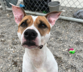 Illustration de l'article : Déprimé par son séjour en refuge, ce chien fait tout pour ne pas rentrer dans son box après une promenade (vidéo)