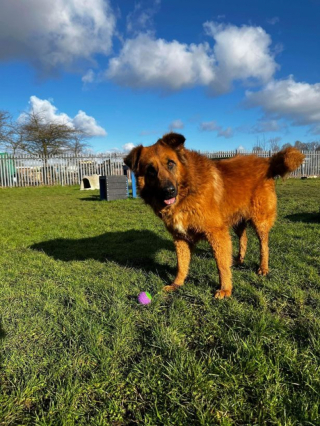 Illustration de l'article : Jeté par-dessus le mur d’un refuge, ce chien espère trouver une nouvelle famille pour l’adopter