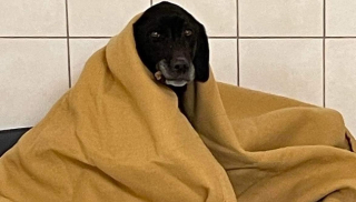 Illustration de l'article : Tosca, une Labrador abandonnée dans les rues, est retrouvée par des enquêteurs