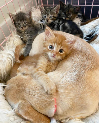 Illustration de l'article : Orphelins et en manque d’affection, ces 5 chatons trouvent de la tendresse auprès d’une mère de substitution inattendue (vidéo)