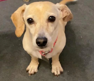 Illustration de l'article : Orphelins et en manque d’affection, ces 5 chatons trouvent de la tendresse auprès d’une mère de substitution inattendue (vidéo)