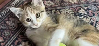 Illustration de l'article : Grâce à l’intervention d’un bon samaritain, ce policier a un véritable coup de foudre pour un chaton abandonné