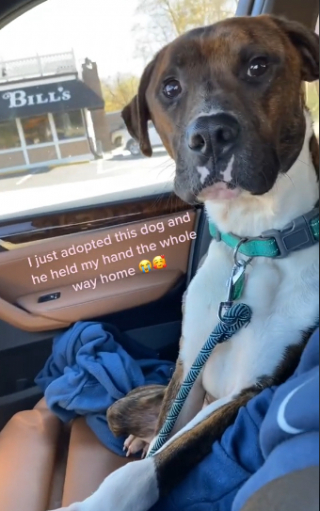 Illustration de l'article : La réaction attendrissante de Loki, un chien de refuge, lorsqu’il se rend vers sa maison pour la vie avec sa nouvelle maîtresse (vidéo)