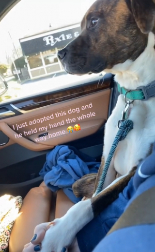 Illustration de l'article : La réaction attendrissante de Loki, un chien de refuge, lorsqu’il se rend vers sa maison pour la vie avec sa nouvelle maîtresse (vidéo)