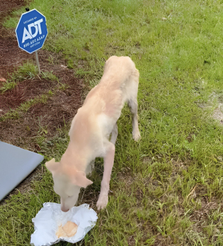 Illustration de l'article : Après avoir déposé ses enfants à l’école, cette maman fait une découverte déchirante sous son porche