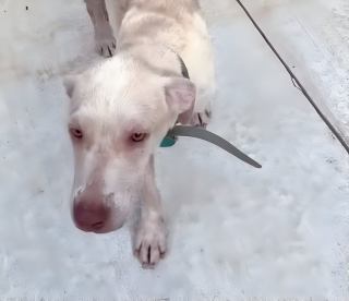 Illustration de l'article : Après avoir déposé ses enfants à l’école, cette maman fait une découverte déchirante sous son porche