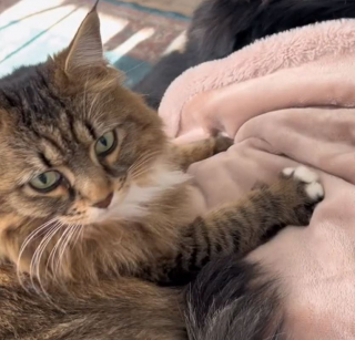 Illustration de l'article : Maline, cette chatte utilise la patte de sa meilleure amie pour obtenir des gratouilles sur la tête (vidéo)