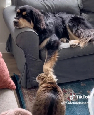 Illustration de l'article : Maline, cette chatte utilise la patte de sa meilleure amie pour obtenir des gratouilles sur la tête (vidéo)