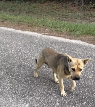 Illustration de l'article : En détresse, ce chien errant donne la patte pour demander de l’aide à la fondatrice d’un refuge (vidéo)