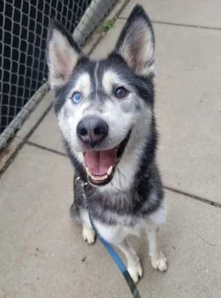 Illustration de l'article : Bret Michaels, le Husky qui a donné son sang pour sauver un chaton fragile