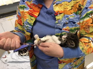 Illustration de l'article : Bret Michaels, le Husky qui a donné son sang pour sauver un chaton fragile