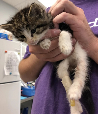 Illustration de l'article : Bret Michaels, le Husky qui a donné son sang pour sauver un chaton fragile