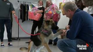 Illustration de l'article : Amber, un Berger Allemand maltraité, trouve refuge et amour auprès de son sauveur